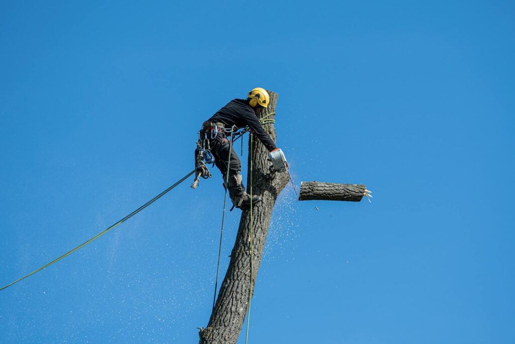 Murfreesboro Tree Experts tree-removal-murfreesboro-tn