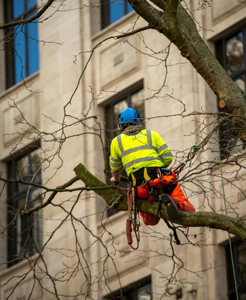Murfreesboro Tree Experts tree-service-team-murfreesboro-tn