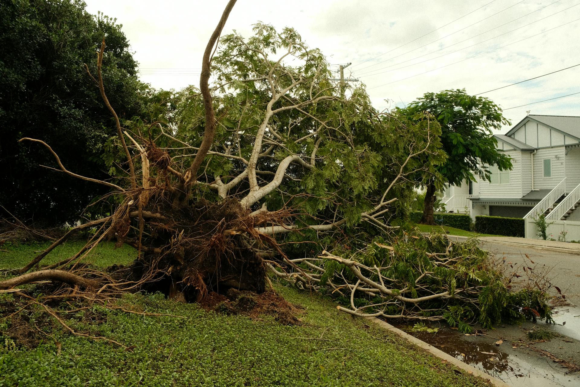Storm-damaged tree leaning over a Murfreesboro home after high winds