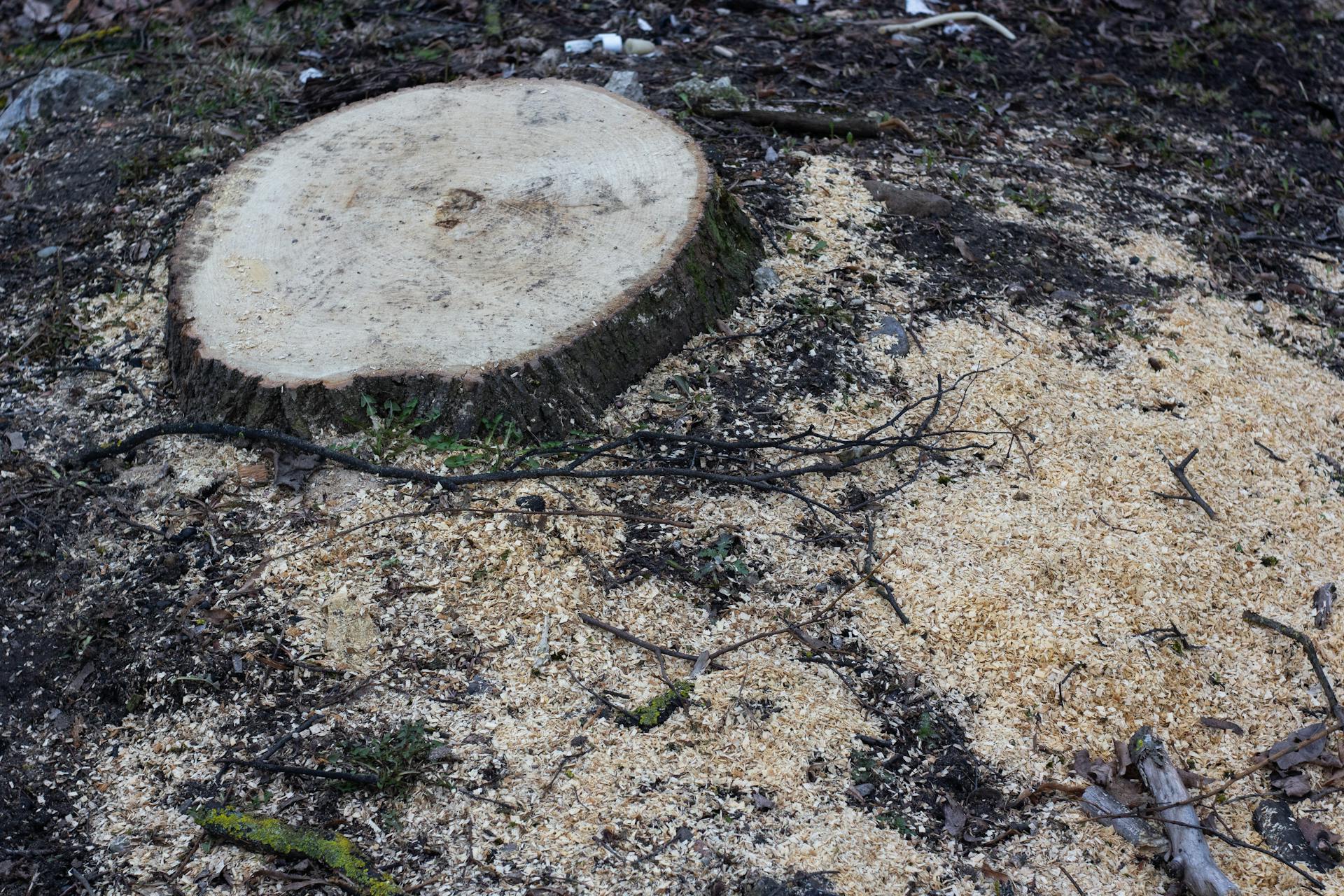 Stump grinder reducing a hardwood stump below grade