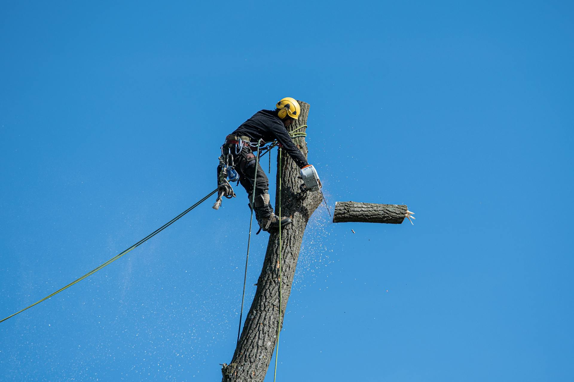 Tree removal crew taking down a large tree in a Murfreesboro yard