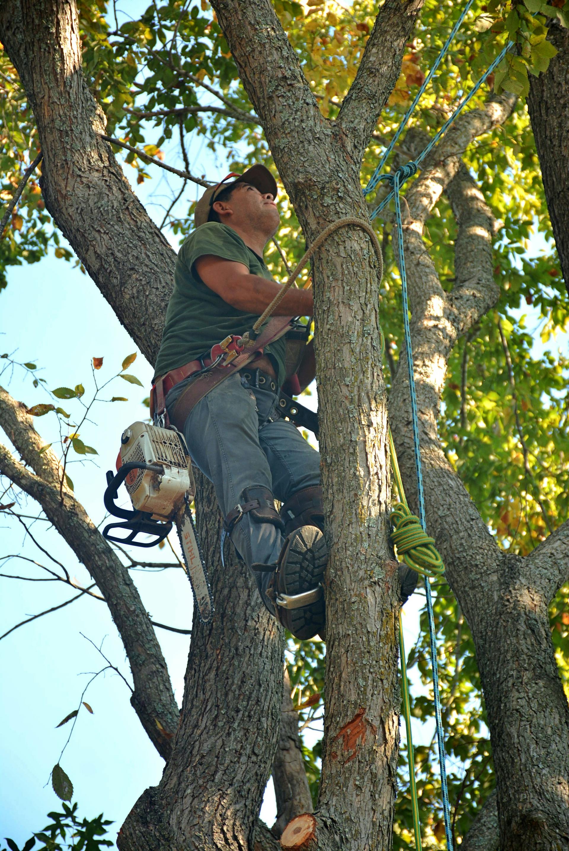 Arborist trimming the canopy of a mature shade tree